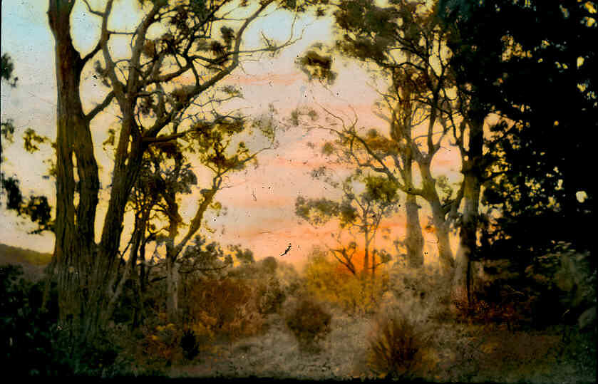 Lantern Slide - Stringybarks, Montrose, Victoria, 1944
