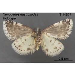 Moth specimen, ventral view.