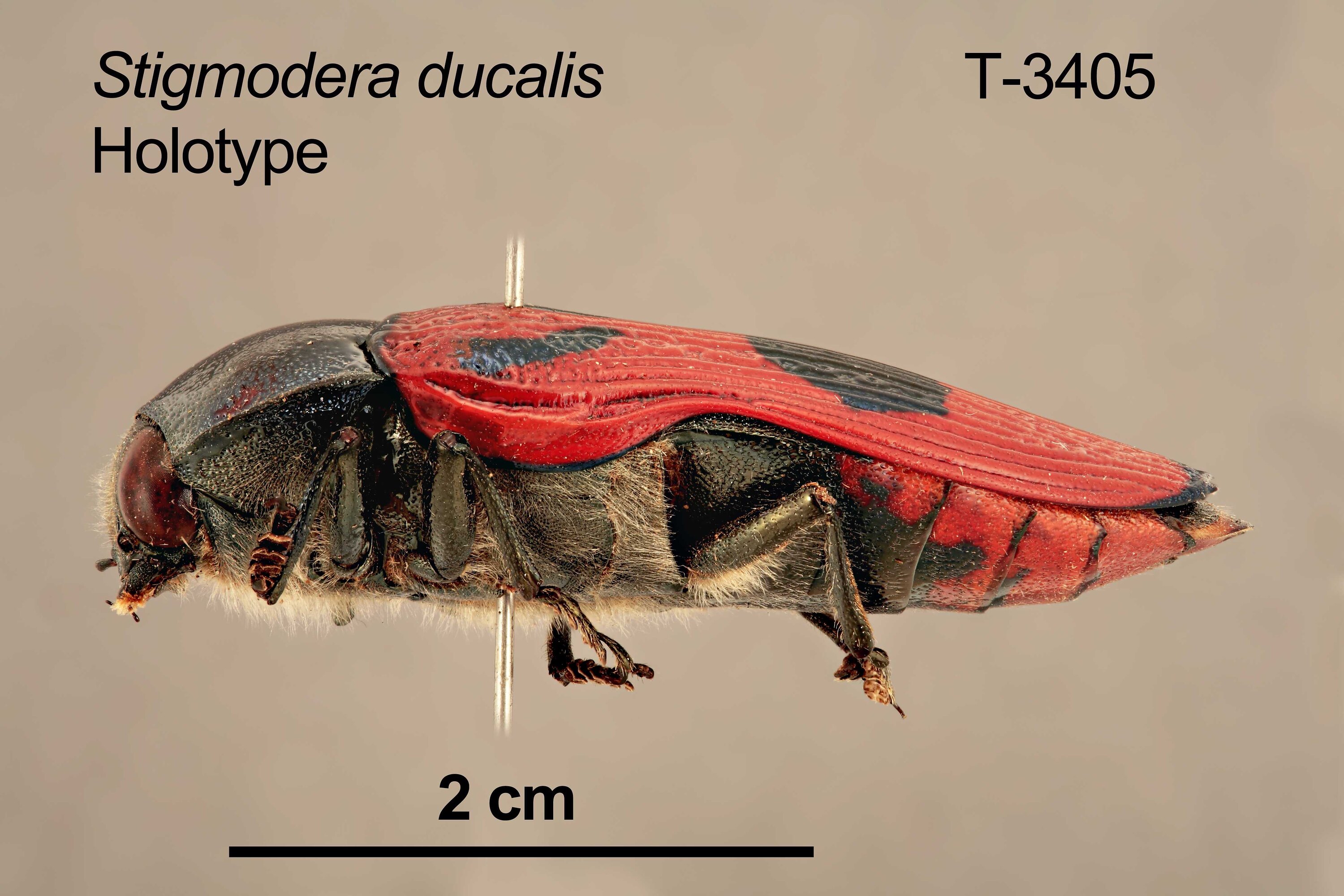 標本 Australia Stigmodera groriosa 18mm Australia Stigmodera groriosa 18mm 【公式通販】