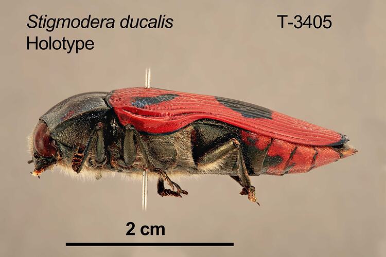 Beetle specimen, lateral view.