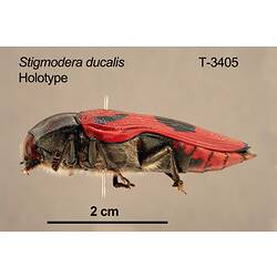 Beetle specimen, lateral view.