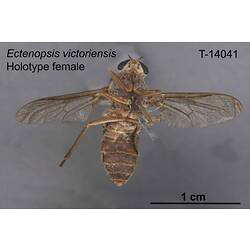 Fly specimen, female, ventral view.