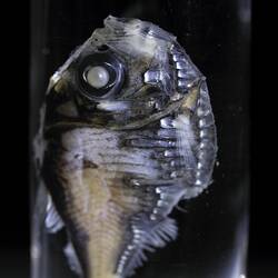 Detail of fish specimen in glass jar of ethanol.