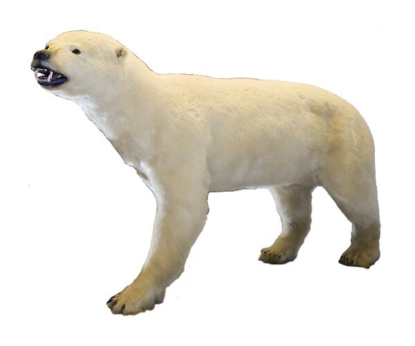 Mounted polar bear specimen.