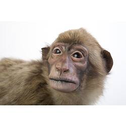 <em>Macaca sylvanus</em>, Barbary Macaque, mount.  Registration no. C 27443.