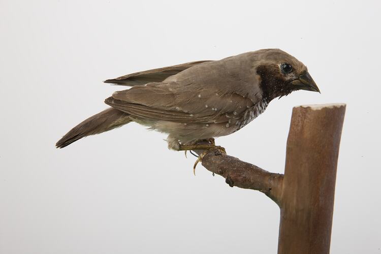 <em>Heteromunia pectoralis</em>, Pictorella Mannikin, mount.  Registration no. B 33128.