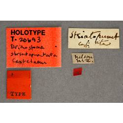 Handwritten specimen labels.