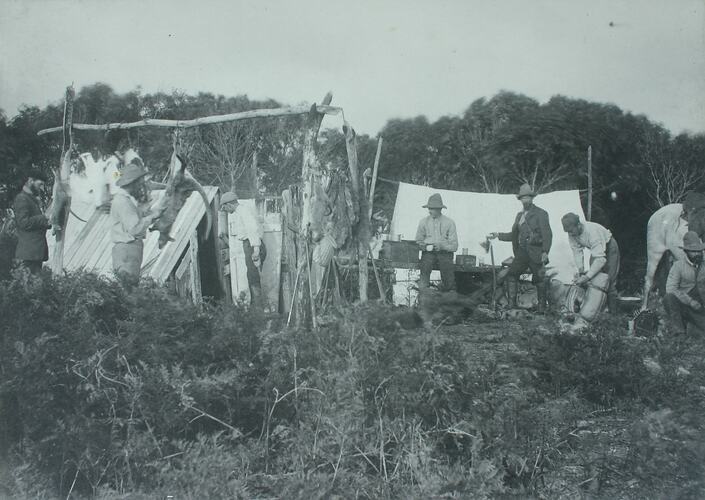 Camp site with timber hut at left, white tent at right. Set in thick bush. Seven men, two skinning wallabies.