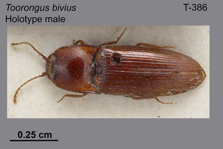 Beetle specimen, male, dorsal view.
