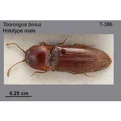 Beetle specimen, male, dorsal view.