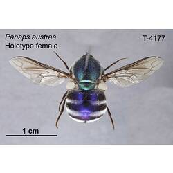 Fly specimen, female, dorsal view.