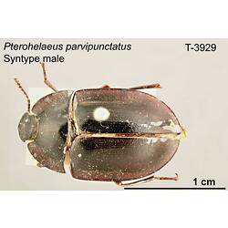 Beetle specimen, male, dorsal view.