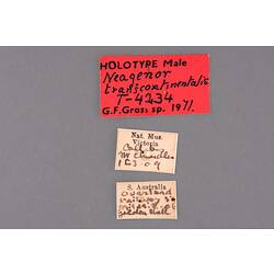 Entomology type specimen labels.