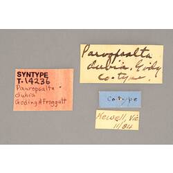 Entomology type specimen labels.