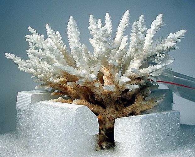 Branched coral specimen packed in protective foam keeping it upright.