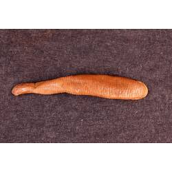 Annelid worm specimen, top view.