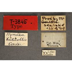 Entomology type specimen labels.