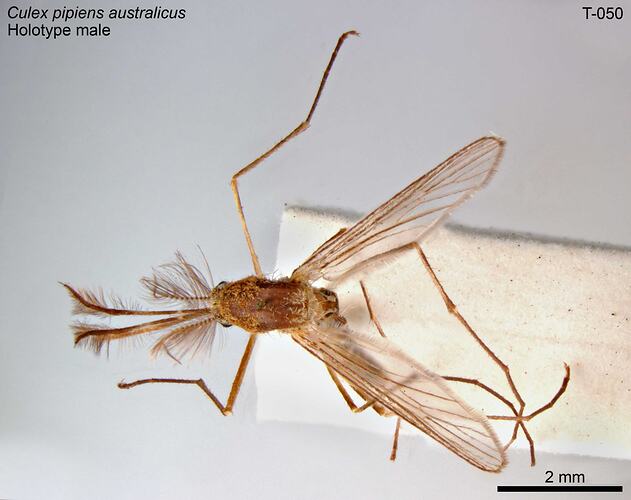 Mosquito specimen, male, dorsal view.
