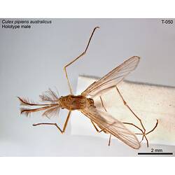 Mosquito specimen, male, dorsal view.