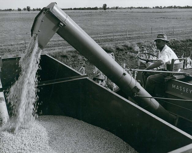 A man operating a harvester, unloading grain into a bulk bin.
