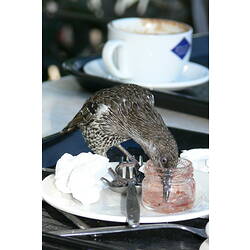 A Little Wattlebird eating jam from a jar on a café table.