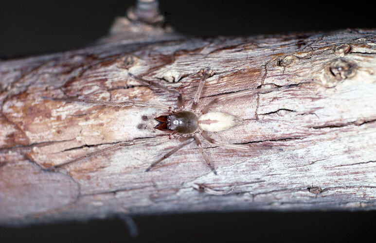 Sac Spider walking along branch.