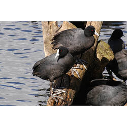 Four Eurasian Coots standing on a log sticking out of the water.
