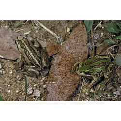 Two Verreaux's Frogs sitting on leaf litter.