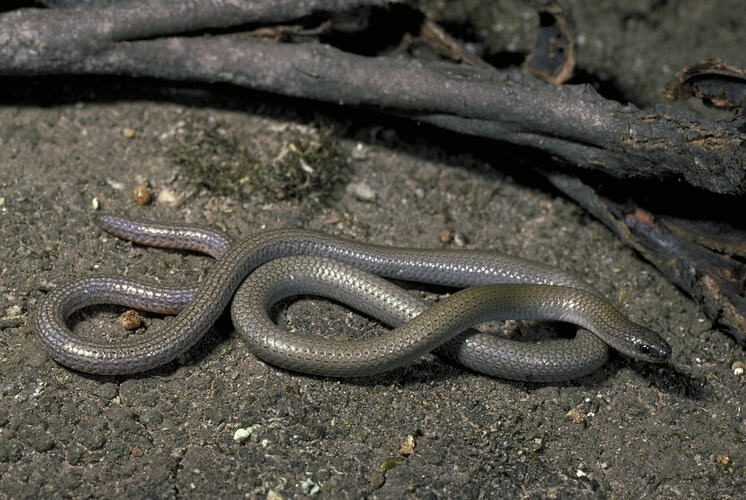 A Pink-tailed Legless Lizard on dry soil.