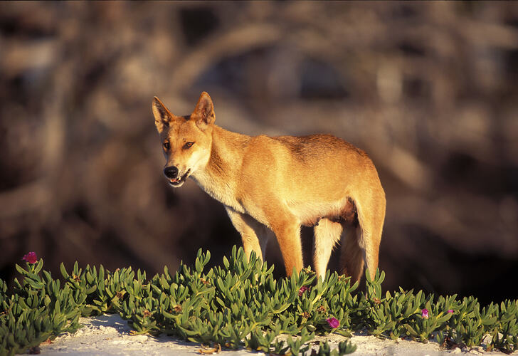 A Dingo standing on top of sand dune.