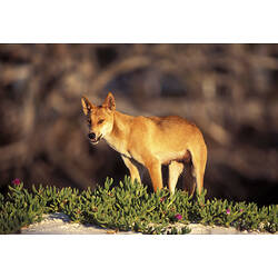 A Dingo standing on top of sand dune.
