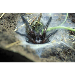 A Melbourne Trapdoor Spider in a silk burrow on the ground.