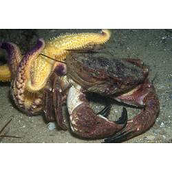 Northern Pacific Seastar on a crab.