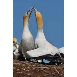 Two Australasian Gannets clashing bills together.