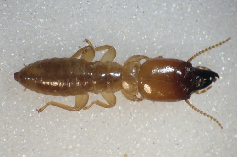 A Dampwood Termite on a white background.