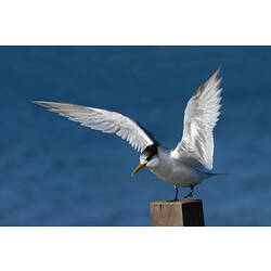 A bird, the Crested Tern, standing on post with wings spread.