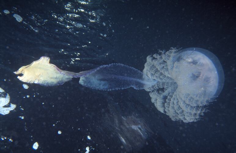 Haekel's Jellyfish in blue water.