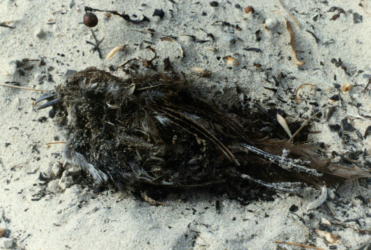 Digital Image - Rufous Bristle Bird, Bushfire Beach Survey, Lorne, Feb 1983