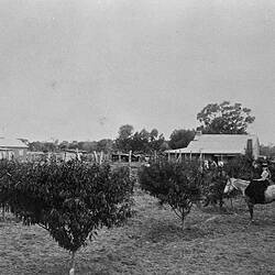 Negative - Fellows Family, Pyramid Creek, Kerang, Victoria, 1905