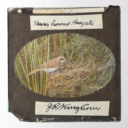 Lantern Slide - Tawny Crowned Honeyeater, 1920-1940