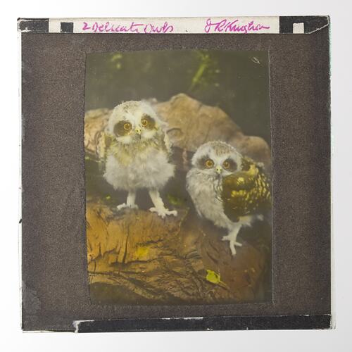 'Delicate Owls', 1920-1940