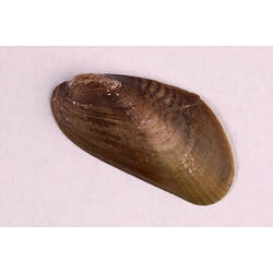 Senhouse's Mussel; shell exterior.