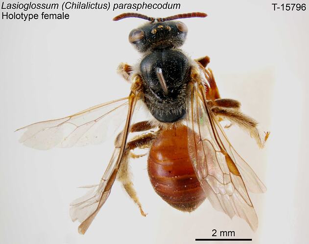 Bee specimen, female, dorsal view.