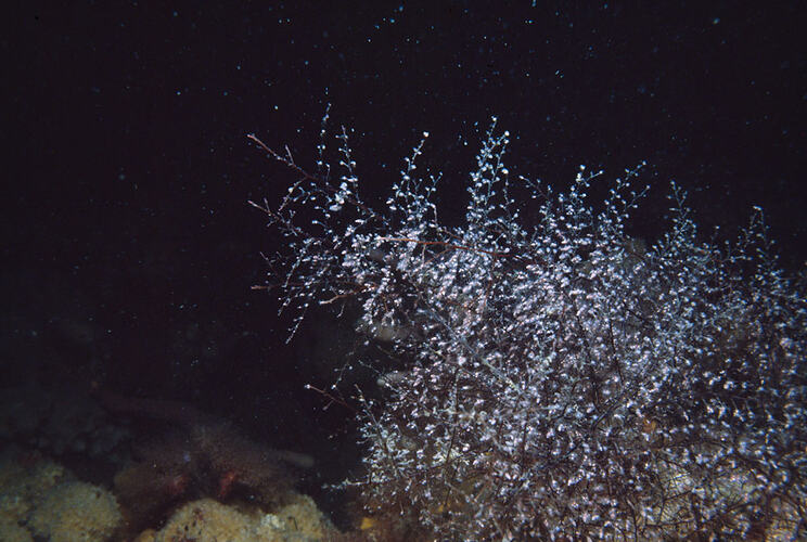 Hydroid colony on rocks in dark water.