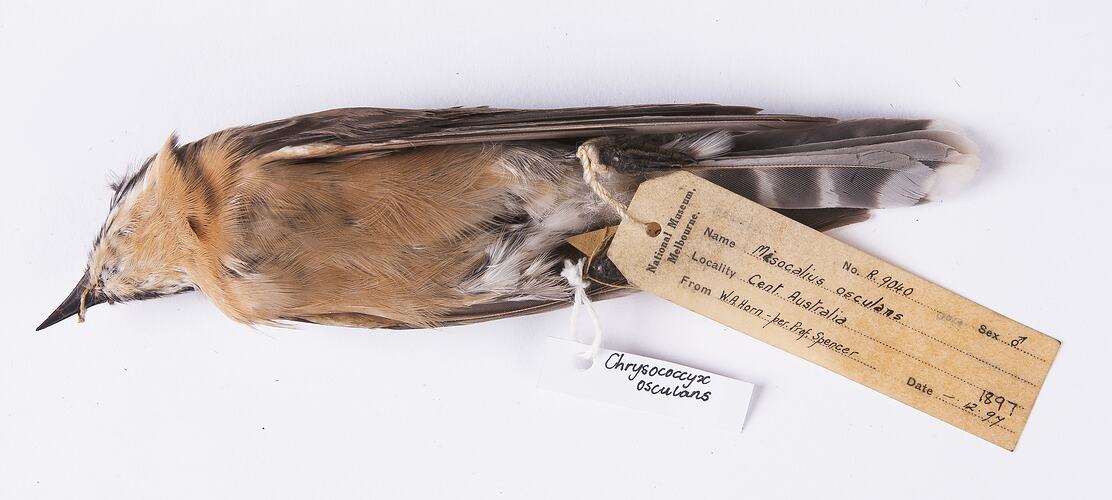Dry bird skin specimen with labels.