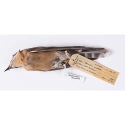 Dry bird skin specimen with labels.