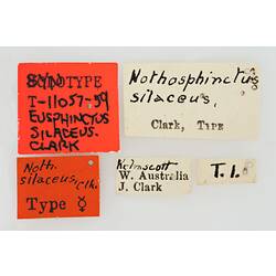 Entomology type specimen labels.