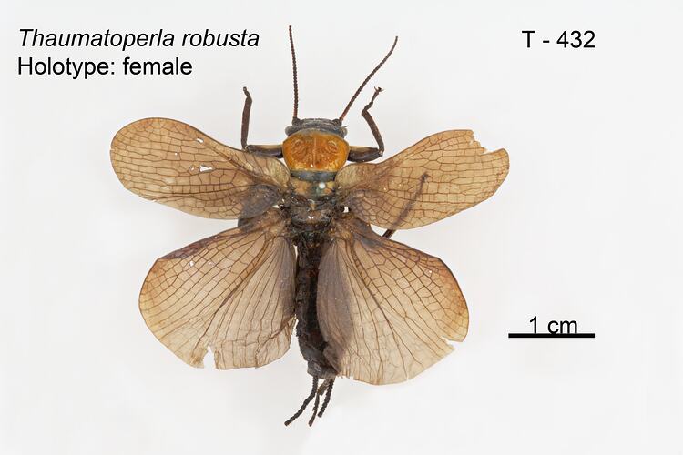 Stonefly specimen, dorsal view.