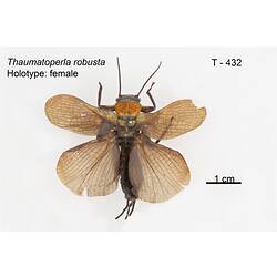 Stonefly specimen, dorsal view.