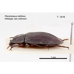 Beetle specimen, lateral view.